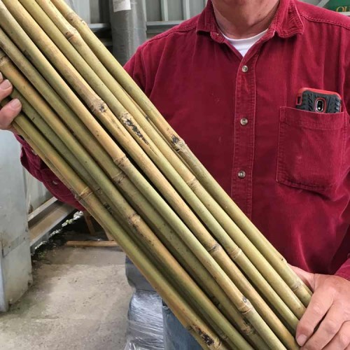 4ft Extra thick Bamboo Canes Packs of 50 | ScotPlants Direct